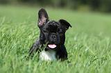 BOULEDOGUE FRANCAIS 716